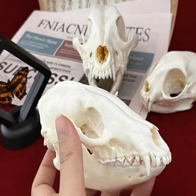 Animal Taxidermy Crocodiles Skull DIY Crafts CollectionsSkull Resin Decoration Special Gift Animal Skeleton Snake Teaching Model