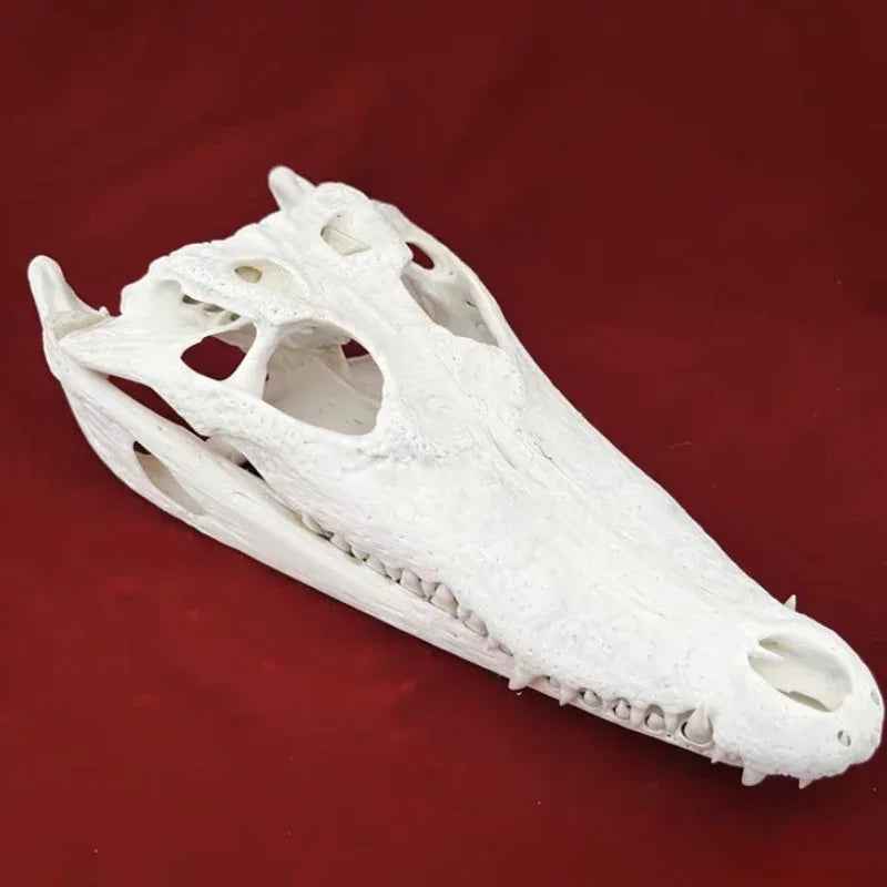 Animal Taxidermy Crocodiles Skull DIY Crafts CollectionsSkull Resin Decoration Special Gift Animal Skeleton Snake Teaching Model