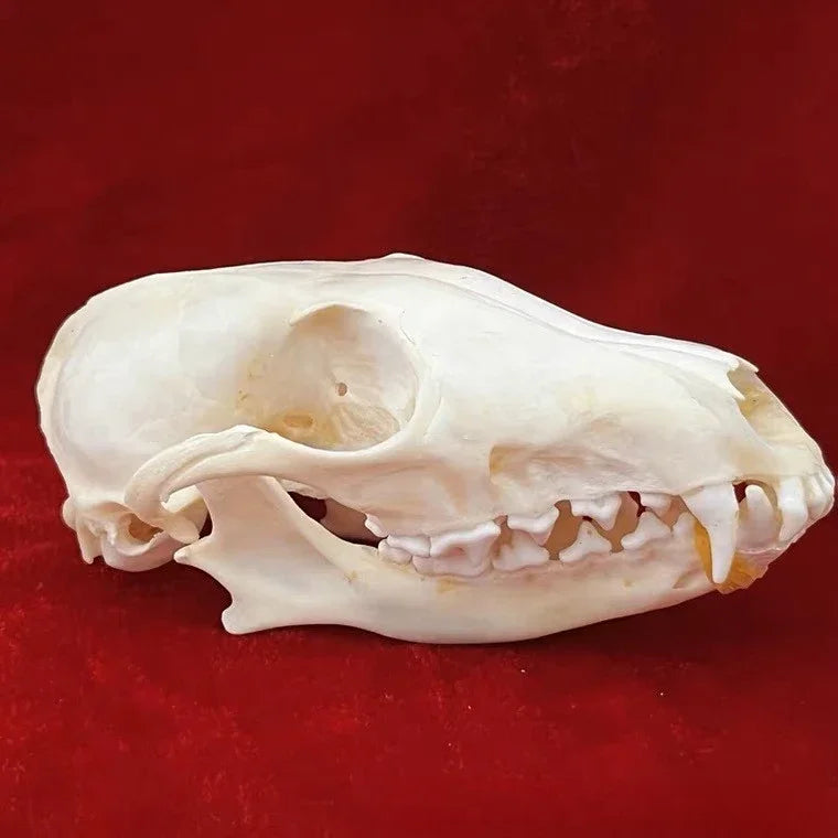 Animal Taxidermy Crocodiles Skull DIY Crafts CollectionsSkull Resin Decoration Special Gift Animal Skeleton Snake Teaching Model