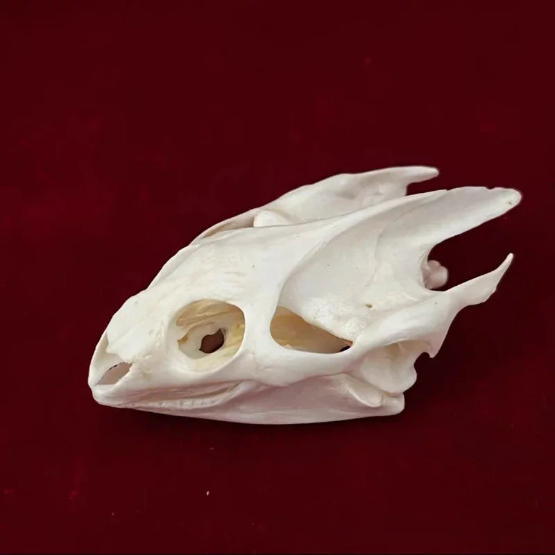 Animal Taxidermy Crocodiles Skull DIY Crafts CollectionsSkull Resin Decoration Special Gift Animal Skeleton Snake Teaching Model