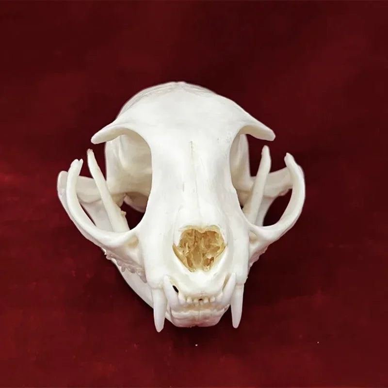 Animal Taxidermy Crocodiles Skull DIY Crafts CollectionsSkull Resin Decoration Special Gift Animal Skeleton Snake Teaching Model