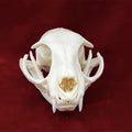 Animal Taxidermy Crocodiles Skull DIY Crafts CollectionsSkull Resin Decoration Special Gift Animal Skeleton Snake Teaching Model