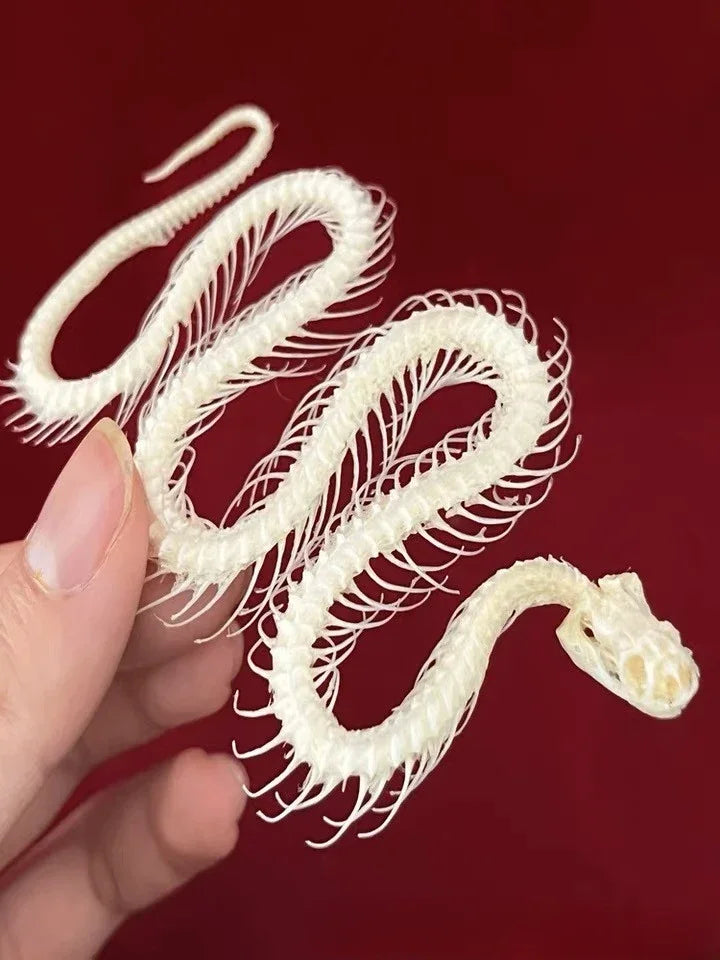 Animal Taxidermy Crocodiles Skull DIY Crafts CollectionsSkull Resin Decoration Special Gift Animal Skeleton Snake Teaching Model