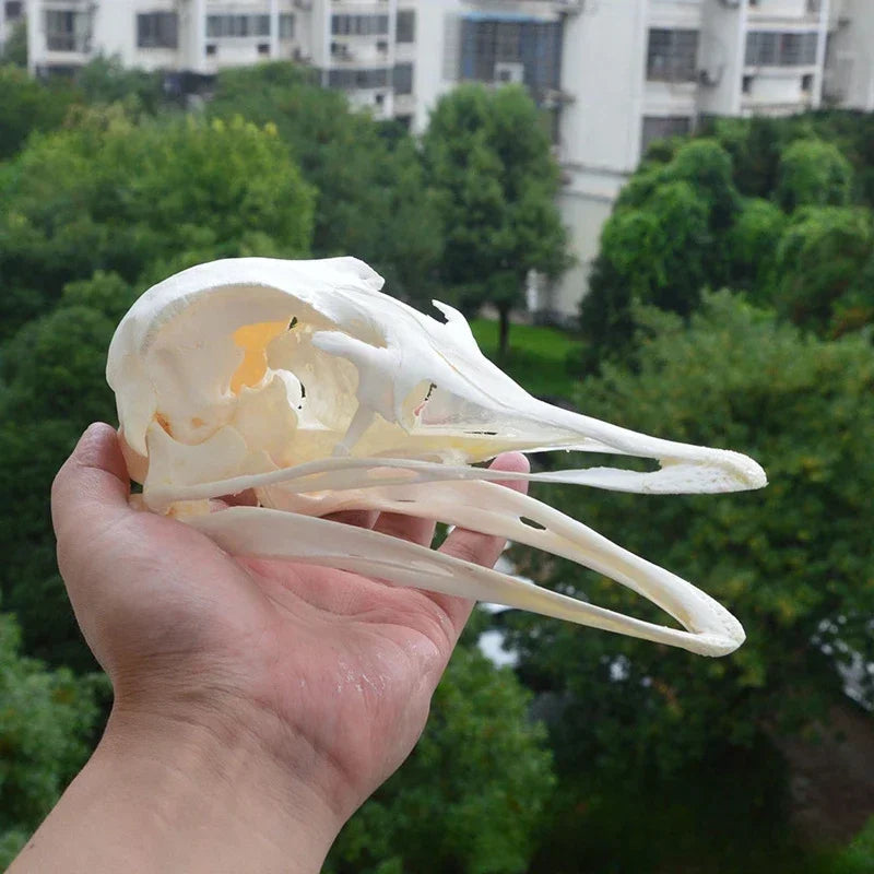 Animal Taxidermy Crocodiles Skull DIY Crafts CollectionsSkull Resin Decoration Special Gift Animal Skeleton Snake Teaching Model