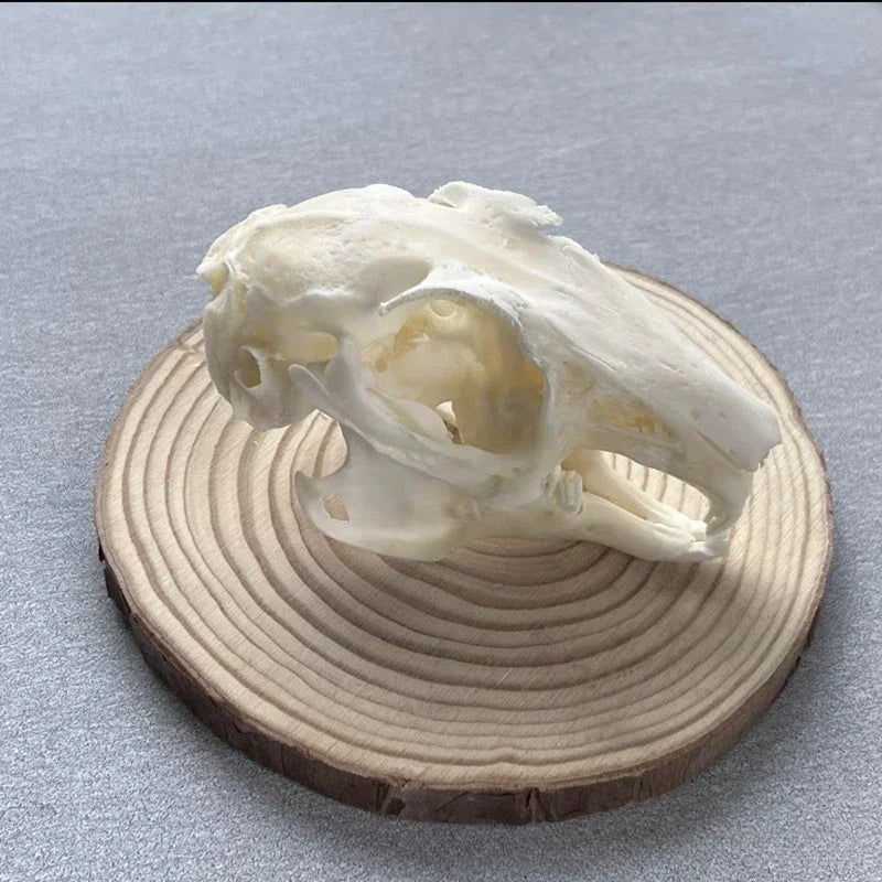 Animal Taxidermy Crocodiles Skull DIY Crafts CollectionsSkull Resin Decoration Special Gift Animal Skeleton Snake Teaching Model