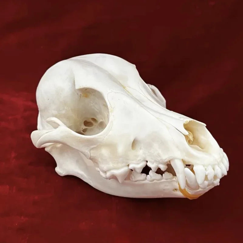 Animal Taxidermy Crocodiles Skull DIY Crafts CollectionsSkull Resin Decoration Special Gift Animal Skeleton Snake Teaching Model
