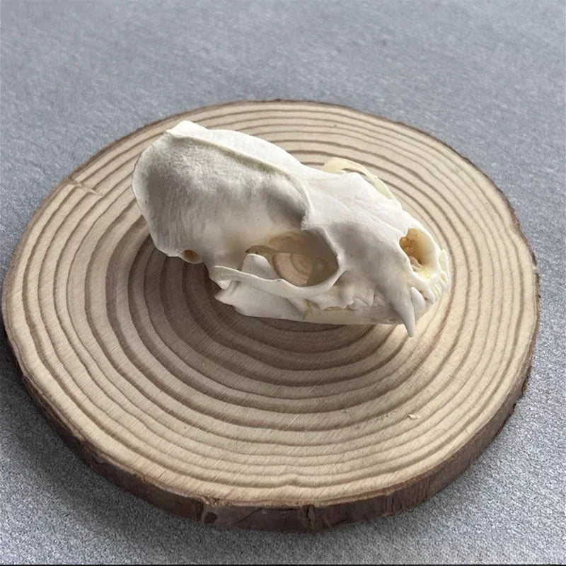 Animal Taxidermy Crocodiles Skull DIY Crafts CollectionsSkull Resin Decoration Special Gift Animal Skeleton Snake Teaching Model
